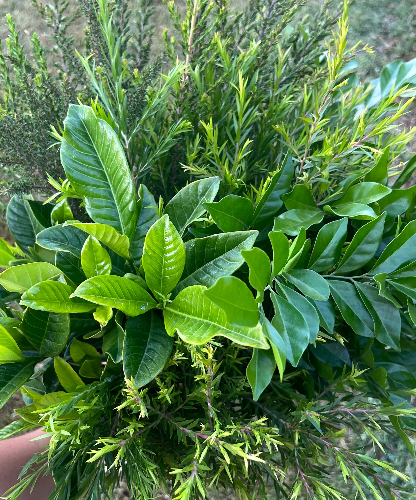 Mixed Foliage