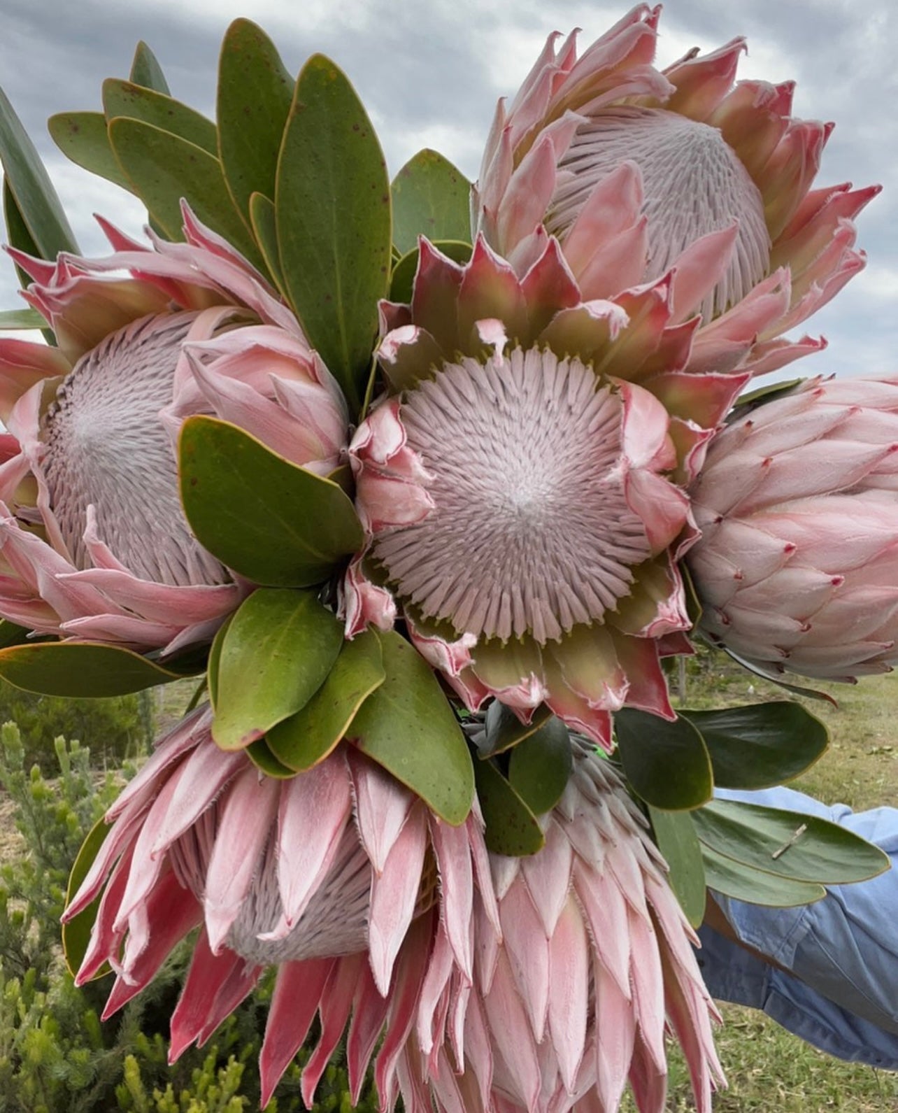 King Protea
