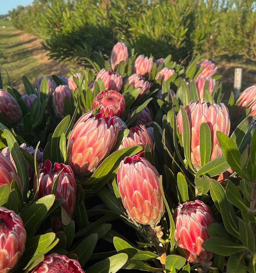 Proteas