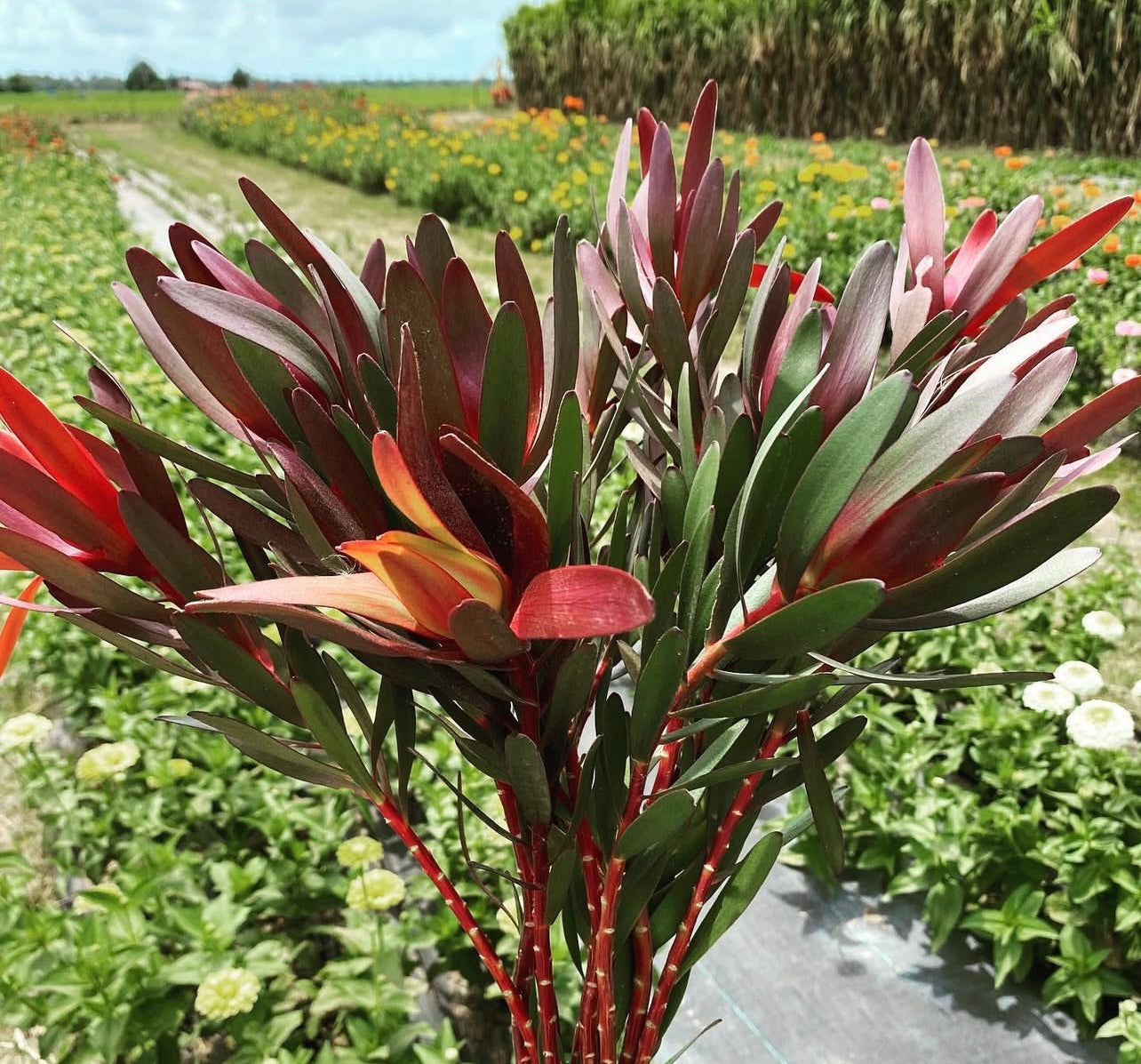 Leucadendron - Safari Sunset