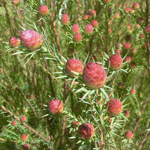 Leucadendron - Jubilee Crown