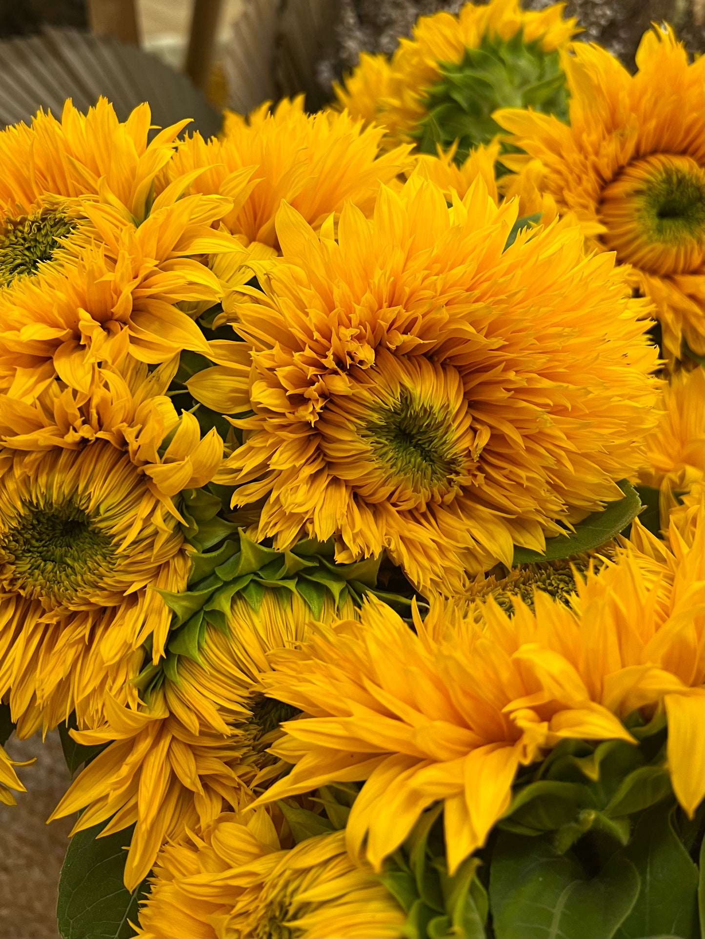 Sunflowers - Double Dazzler