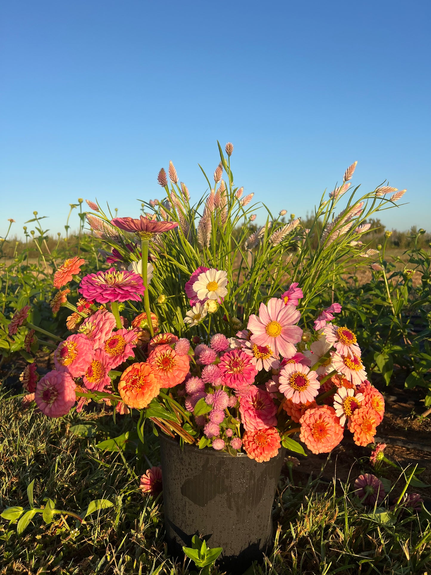 Mixed Blooms