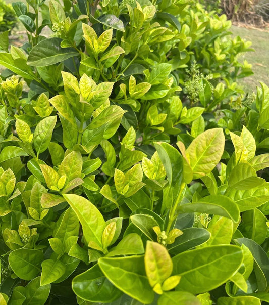 Viburnum - Sweet Viburnum