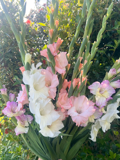 Gladioli - Mixed