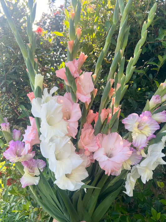 Gladioli - Mixed
