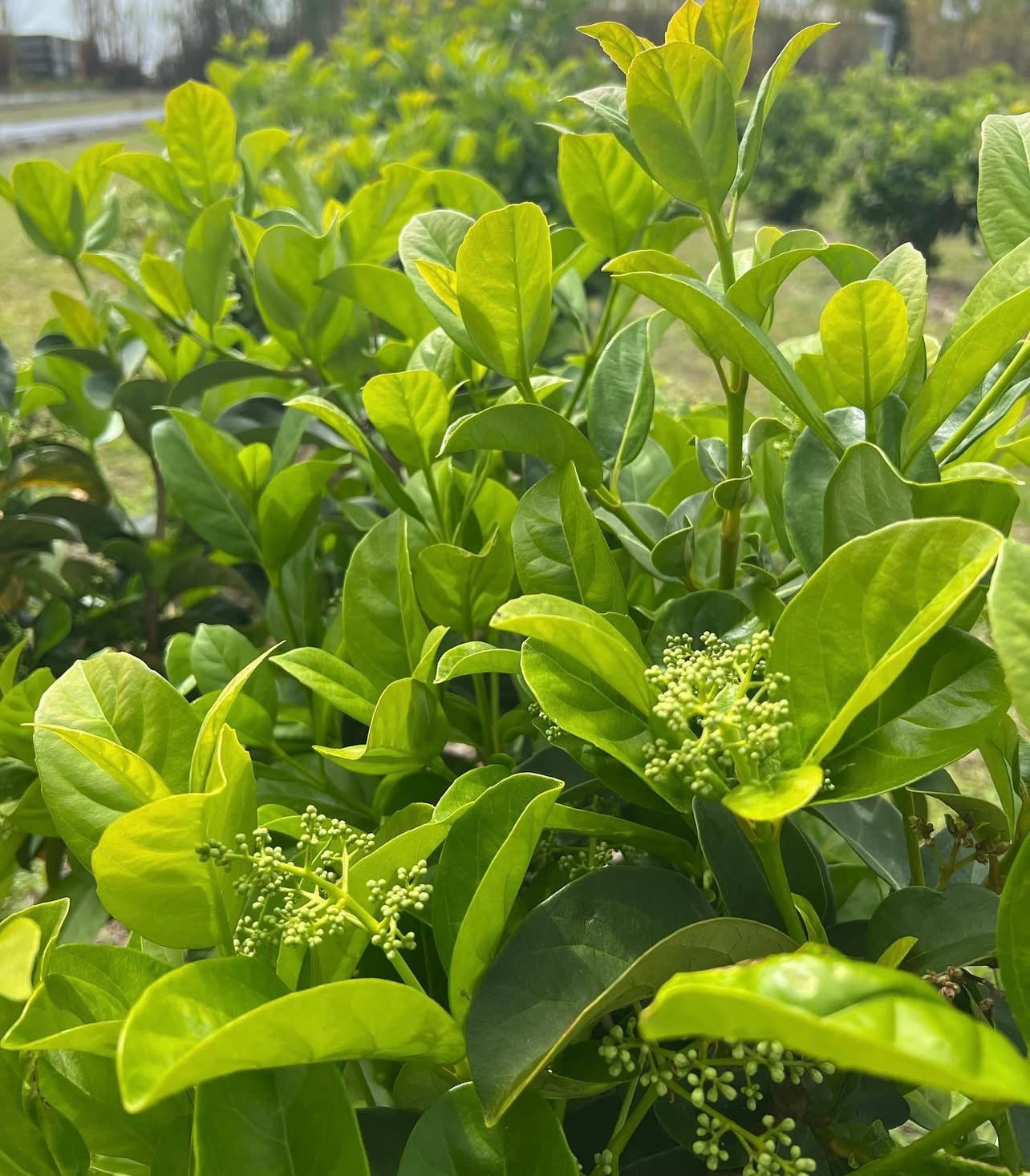 Viburnum - Sweet Viburnum