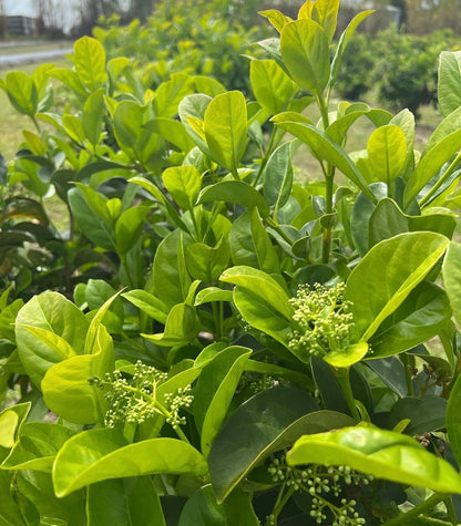 Viburnum - Sweet Viburnum