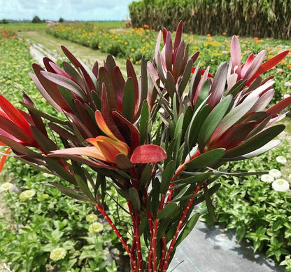 Leucadendron - Safari Sunset