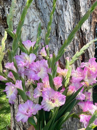 Gladioli - Mixed
