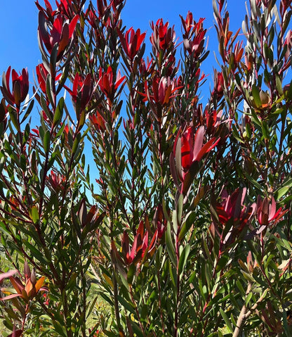 Leucadendron - Safari Sunset