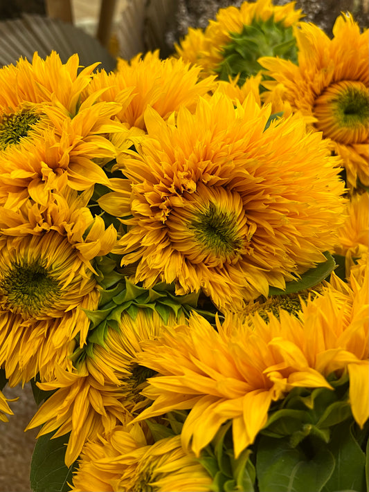 Sunflowers - Double Dazzler