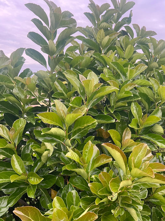 Viburnum - Emerald Lustre