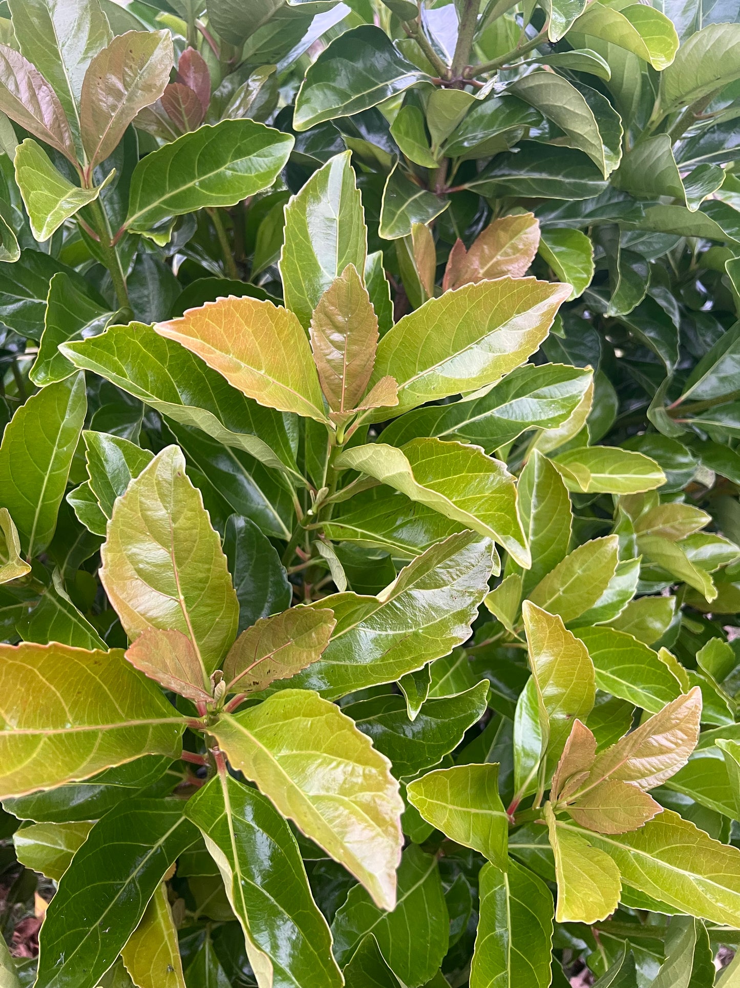 Viburnum - Emerald Lustre