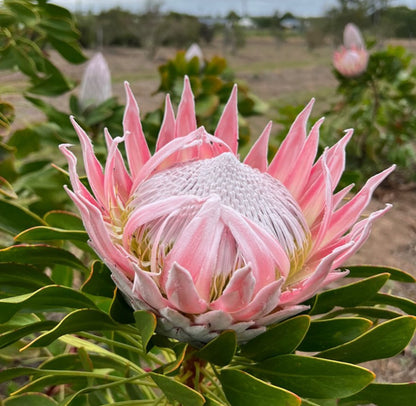 King Protea